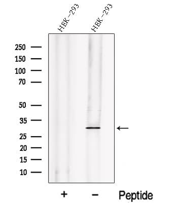 Polyclonal Rabbit anti-Human EGLN3 / PHD3 Antibody (IF, WB)