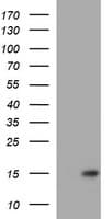 MSMB / MSP Antibody (clone OTI2A3)