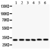 CASP3 / Caspase 3 Antibody (aa207-220)