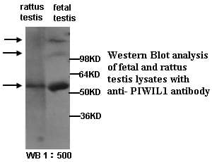 Polyclonal Rabbit anti-Human PIWIL1 / PIWI Antibody (Internal, WB)