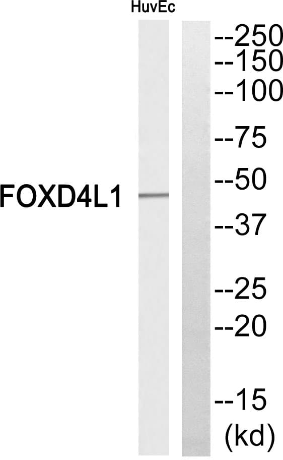 FOXD4L1 / FOXD5 Antibody