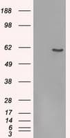 FRK Antibody (clone OTI7A7)
