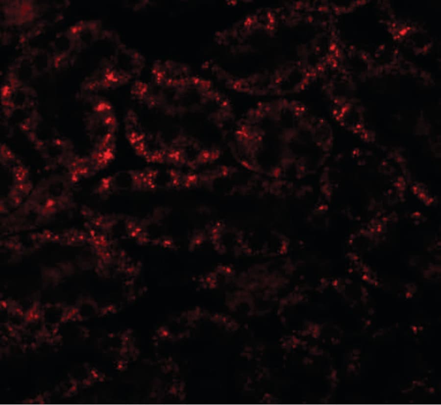 IHC-plus™ ANAPC5 / APC5 Antibody