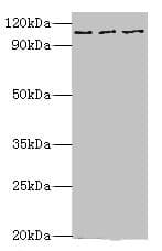 IHC-plus™ MER / MERTK Antibody (aa840-999)