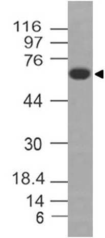 VISA / MAVS Antibody
