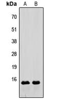 RLN3 / Relaxin 3 Antibody (Internal)