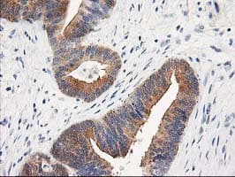 TOMM34 Antibody (clone OTI2A9, Carrier-free)