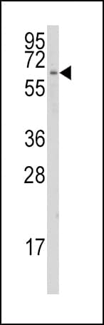 CYP1A1 Antibody (aa377-405)