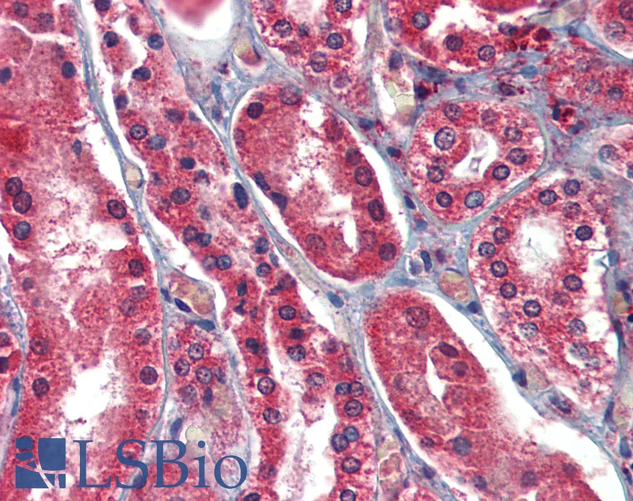 IHC-plus™ AIFM1 / AIF / PDCD8 Antibody