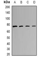 CALCOCO1 / CoCoa Antibody