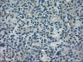 CYPOR / POR Antibody (clone OTI5H5)