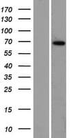 ZBTB7C Protein (Over-Expression Lysate Myc-DDK (Flag))