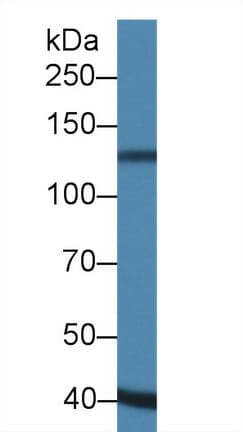 ADAMTS19 Antibody (aa325-686, APC)