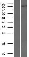INTS2 / INT2 Protein (Over-Expression Lysate Myc-DDK (Flag))