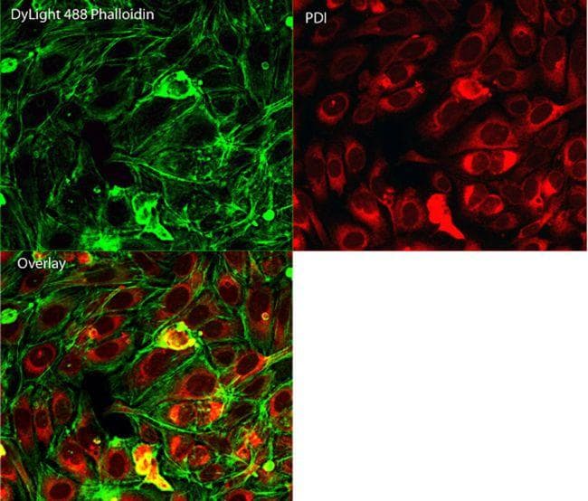 Polyclonal Goat Anti-Mouse IgG Secondary Antibody (DY550, IHC, IF, WB)