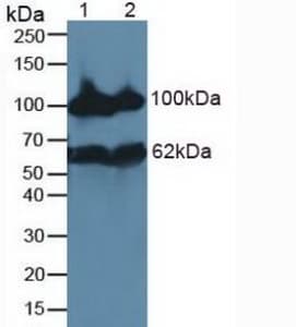 MME / CD10 Antibody (aa565-750, APC)