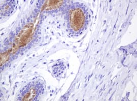 ABCB1 / MDR1 / P Glycoprotein Antibody (aa995-1280, clone OTI2G6, Carrier-free)