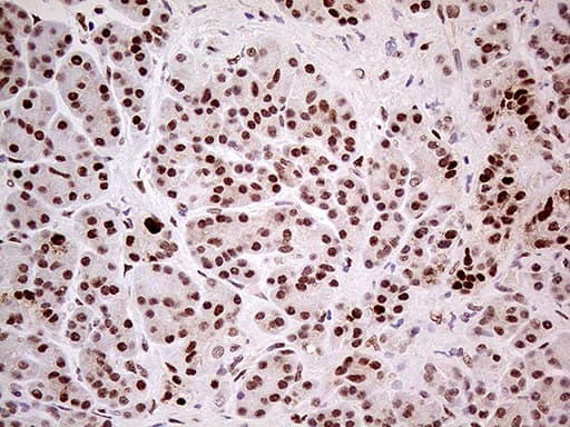 Fatso Antibody (clone OTI4A1)