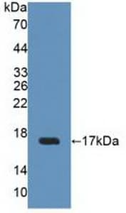 UPK2 / UPII / Uroplakin 2 Antibody (aa26-153, Biotin)