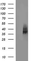 IHC-plus™ SYP / Synaptophysin Antibody (clone 4A2)