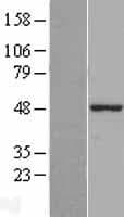 ZBP1 Protein (Over-Expression Lysate Myc-DDK (Flag))