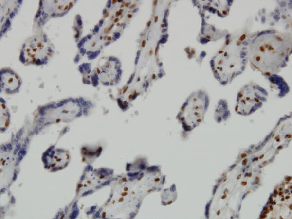 JMJD1C Antibody (clone 5F12)