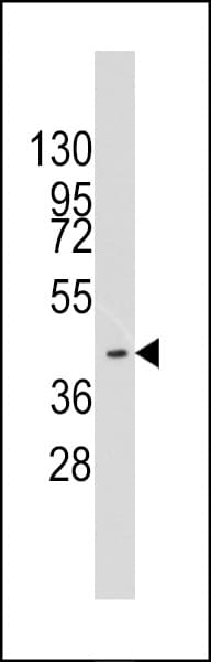 MYST1 Antibody (aa409-439)