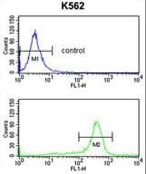 RPS6KB2 / S6K2 Antibody