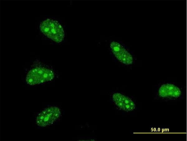Monoclonal Mouse anti-Human ZFHX3 / ATBF1 Antibody (clone 3B1, IF, WB)