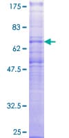 Human MCHR1 Protein (Recombinant GST)