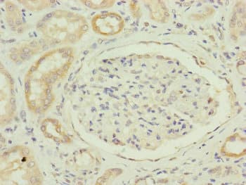 FAM96B Antibody