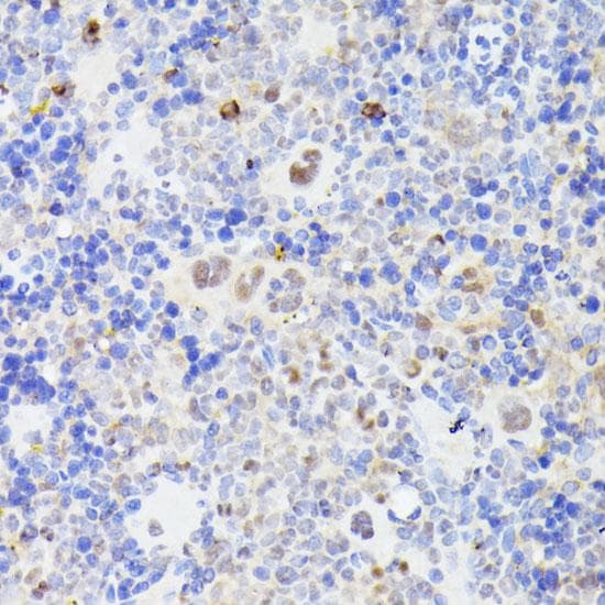 MLF2 Antibody