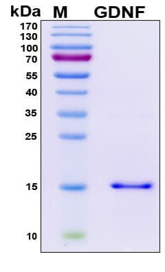 Human GDNF Protein (Recombinant His, N-Terminal)