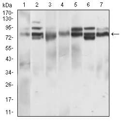 CD22 Antibody (aa621-725, clone 2H1C4)