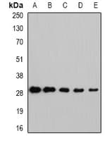 NNMT Antibody