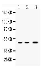 NANOG Antibody