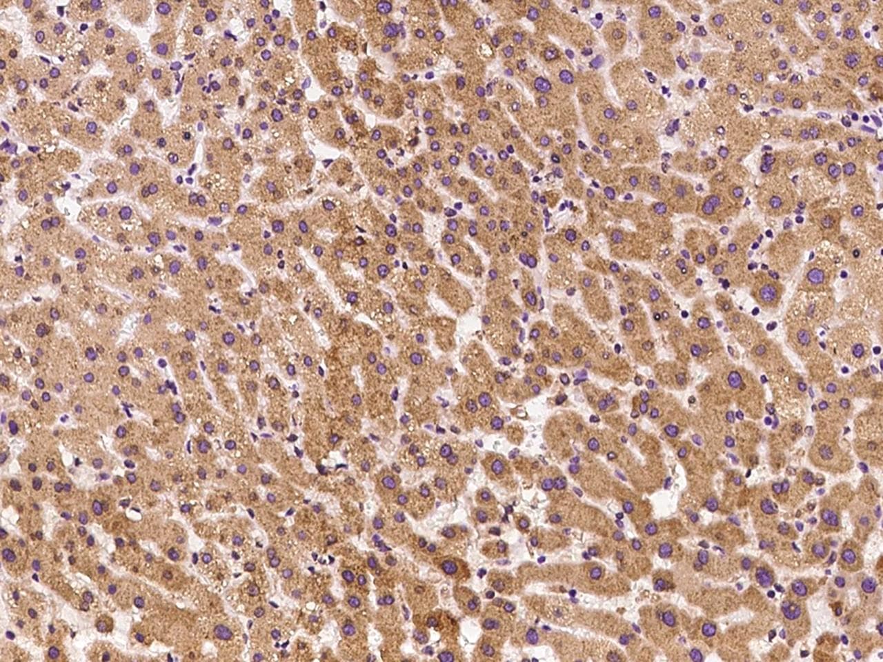MPDU1 Antibody