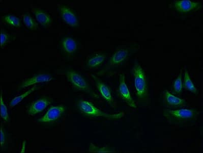 SLC17A4 Antibody