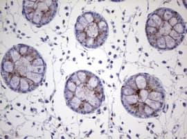 NEU1 / NEU Antibody (clone OTI3B3)