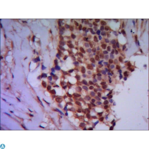 Monoclonal Mouse anti-Human PPP4C Antibody (WB)