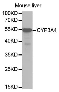 IHC-plus™ CYP3A4 / Cytochrome P450 3A4 Antibody