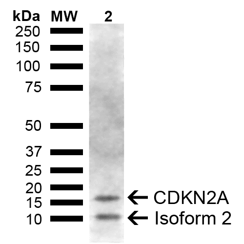 p16INK4a / CDKN2A Antibody (PerCP)