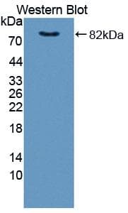 FKBP4 / FKBP52 Antibody (aa2-459)