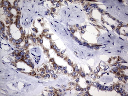 DDOST / OST48 Antibody (aa131-378, clone OTI2H2)