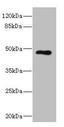 KIR3DL3 / CD158z Antibody