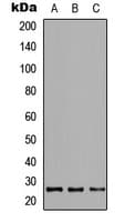 GADD45GIP1 / CRIF1 Antibody (Internal)