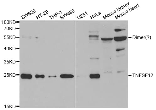 IHC-plus™ TNFSF12 / TWEAK Antibody