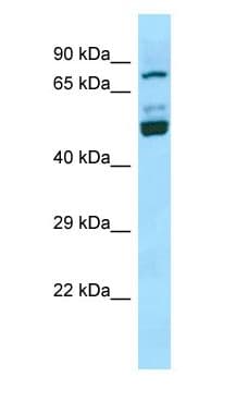 SEC14L1 Antibody (N-Terminus)