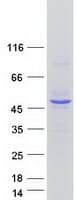 Human INPP1 Protein (Recombinant Myc-DDK (Flag))
