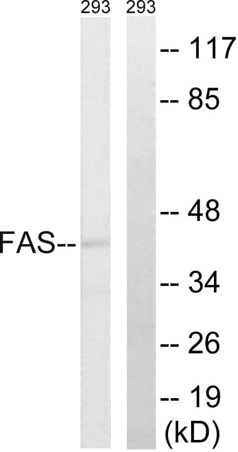 CD95 / FAS Antibody (aa257-306)